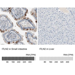 Intelectin-2 Antibody, Novus Biologicals 25 &mu;L; Unlabeled:Antibodies,